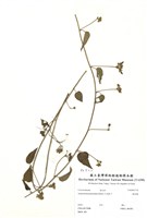 藏品(娥房藤)的圖片